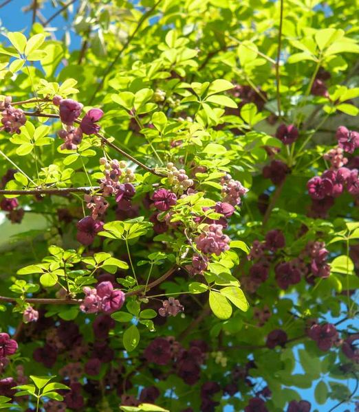 Akebia quinata